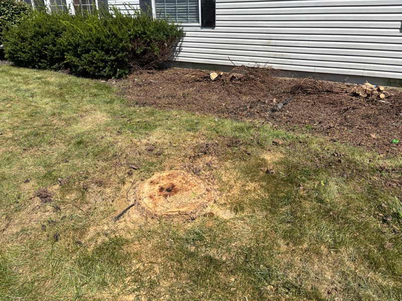 Stump Removal