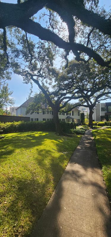 Tree Trimming