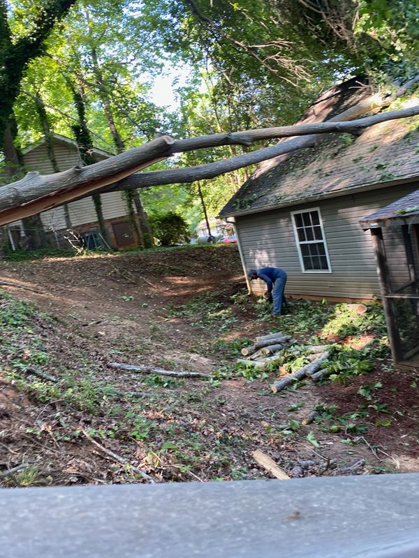 Swift and Safe Tree Removal After Storm Damage