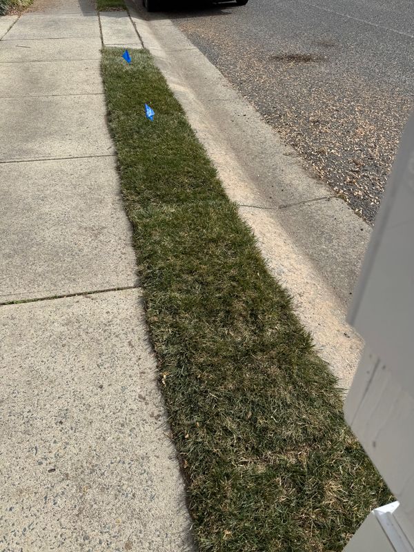 Sod Installation gallery