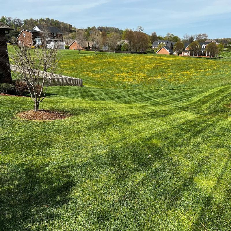 Lawn Maintenance