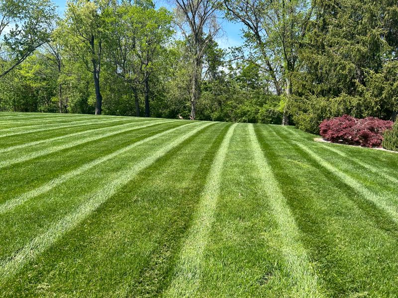 Lawn Care & Maintenance