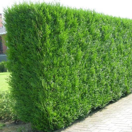 Shrub Trimming