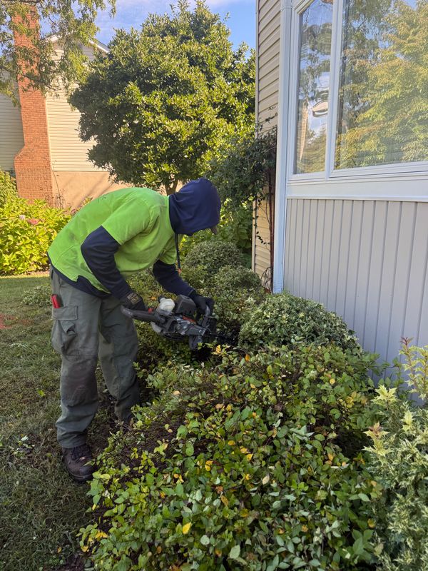 Shrub Trimming