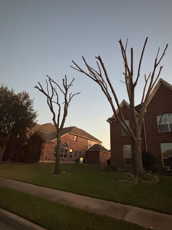 Tree Trimming