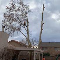 Tree Removal