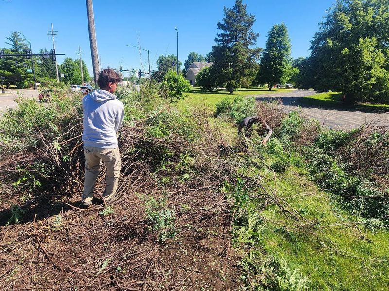 Tree Removal