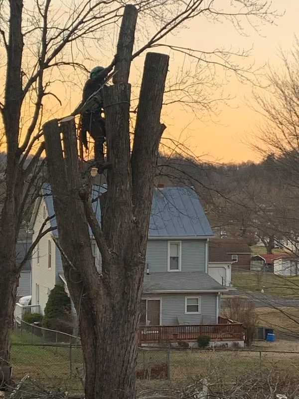 Tree Removal gallery