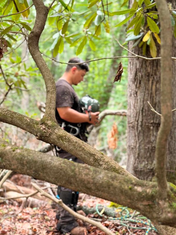 Tree Removal