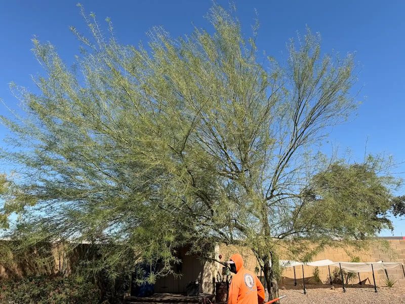 Trimming & Pruning Services