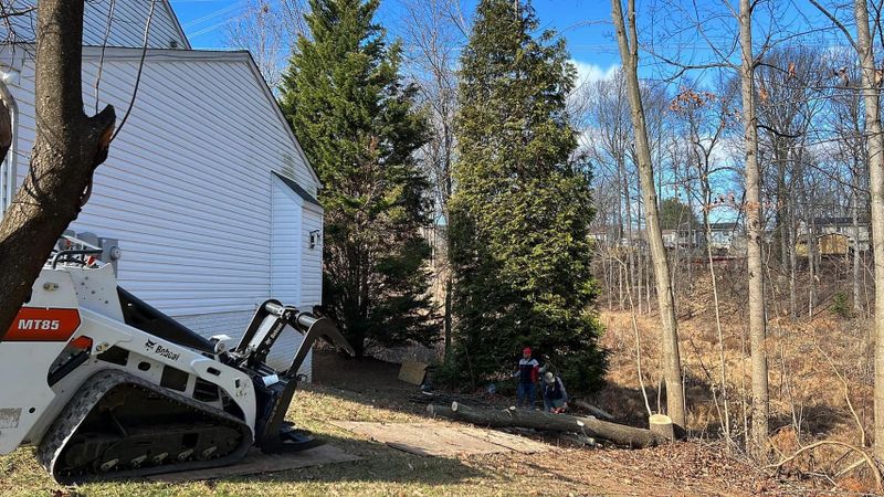 Tree Trimming and Removal