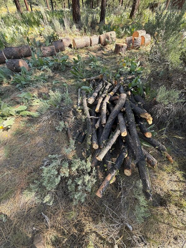 Tree Removal