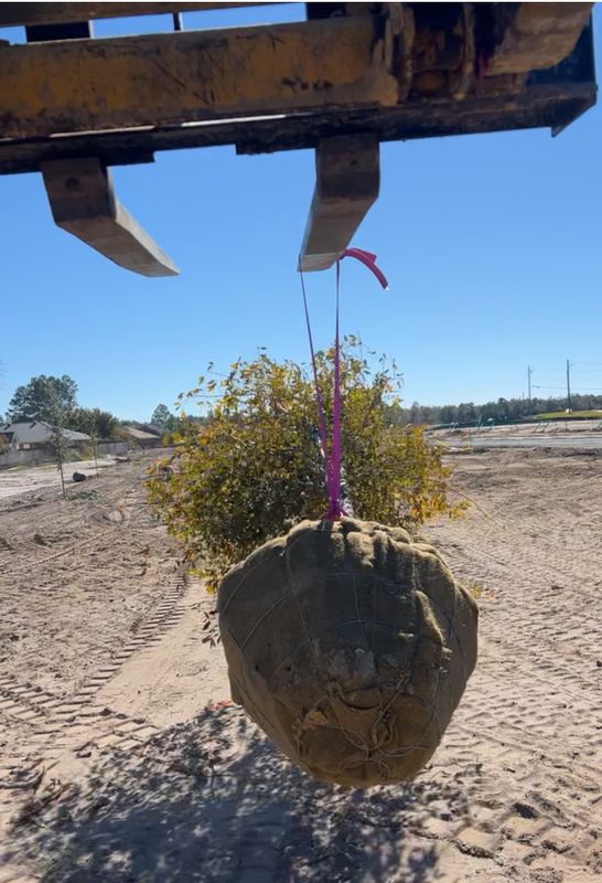 Landscape Design & Installation