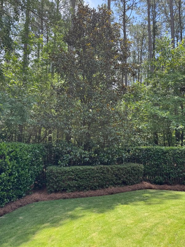 Pruning