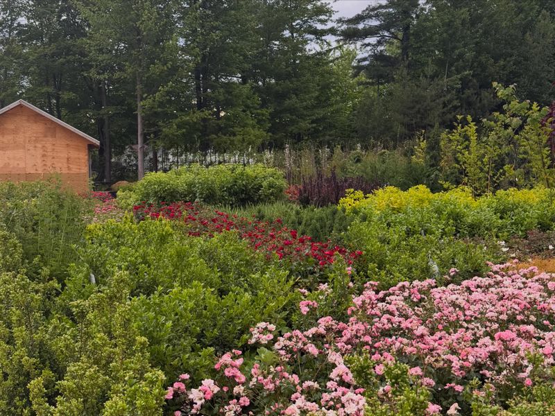 Landscape Design & Installation