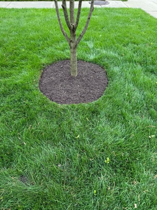 Plant & Shrub Installations