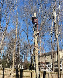 Tree & Shrub Care