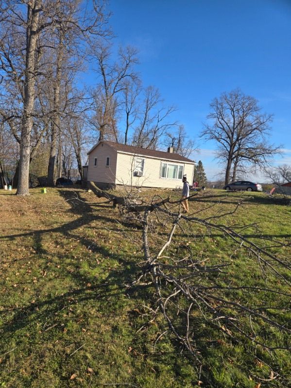 Tree service