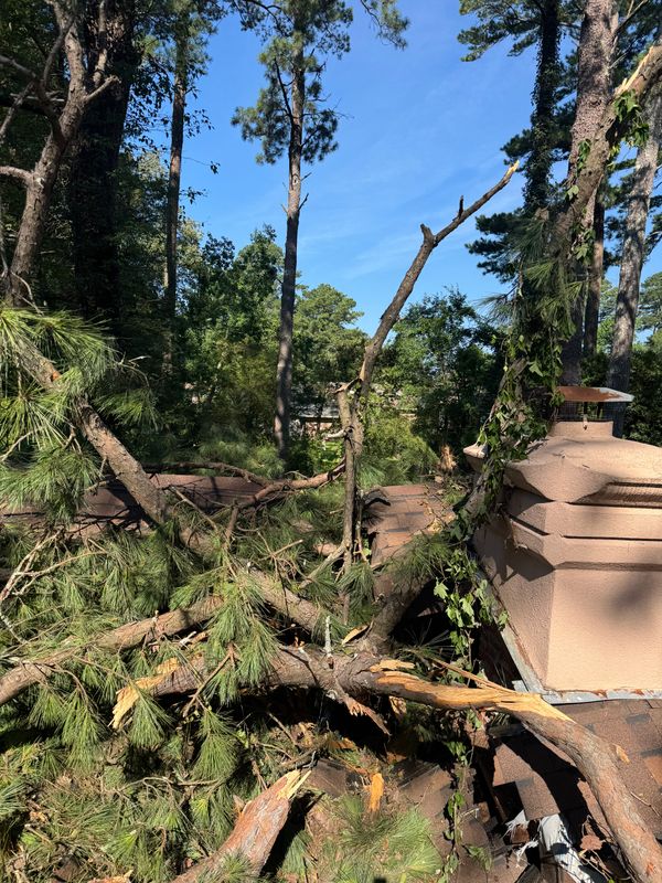 Tree Debris Removal