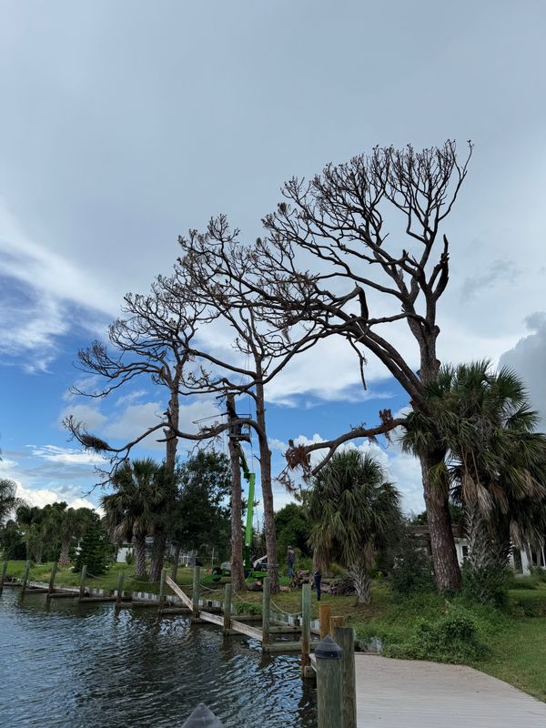 Tree Trimming