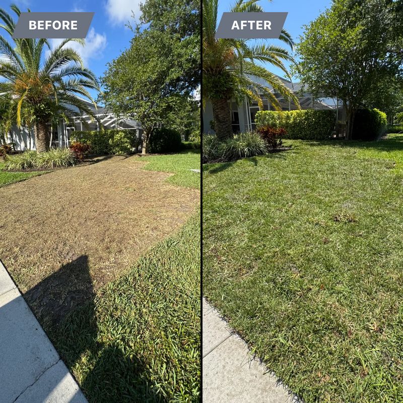 Transforming Lawns into Lush Retreats