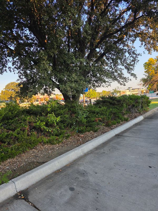 Commercial Lawn Maintenance