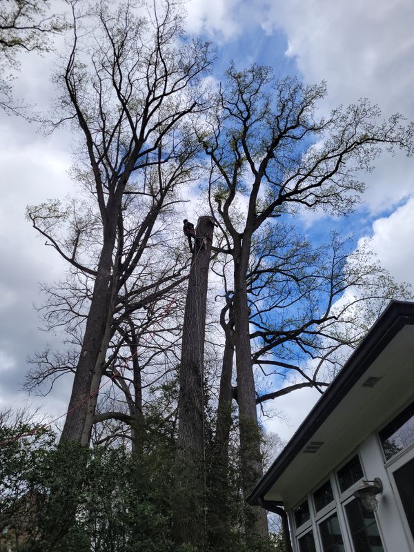 Hazardous Tree Removal