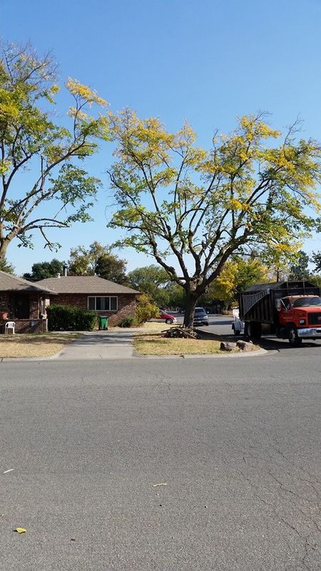 Tree Removal gallery