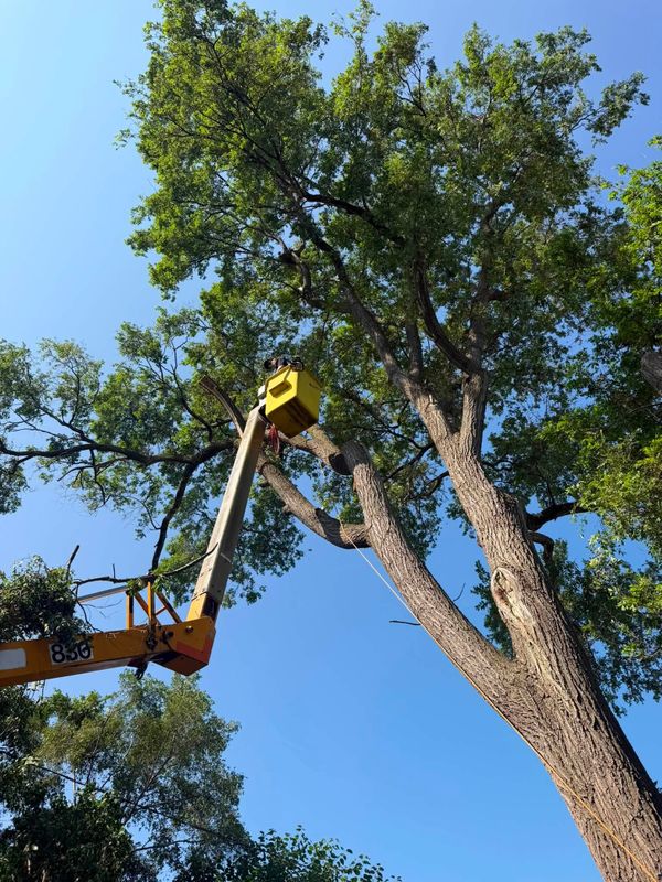 Tree Trimming