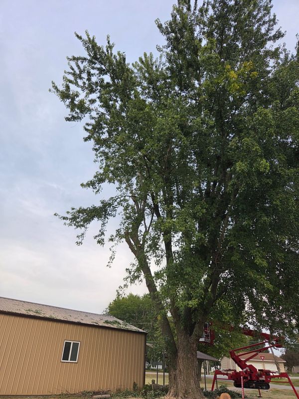 Tree Trimming