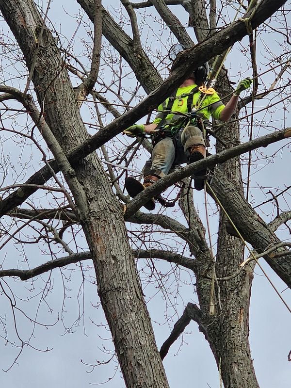 Tree Trimming