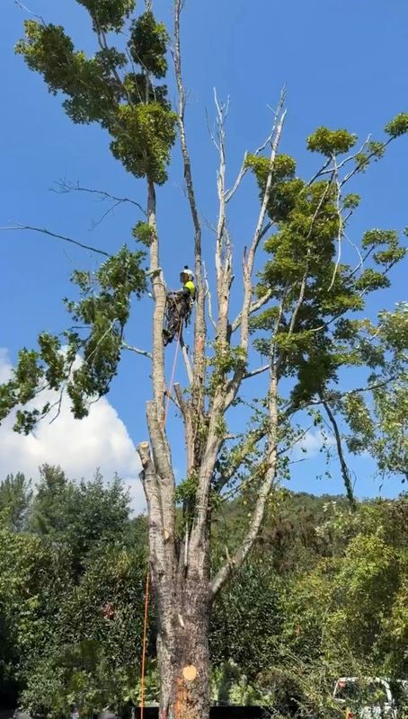 Tree Trimming