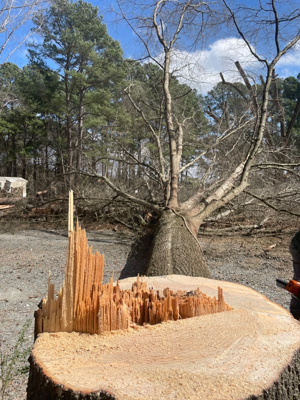 Stump Removal