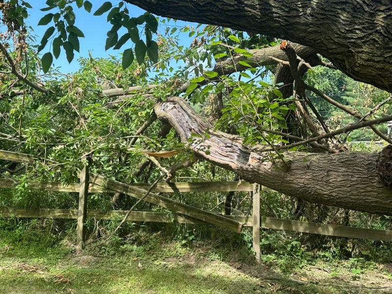 Tree Removal