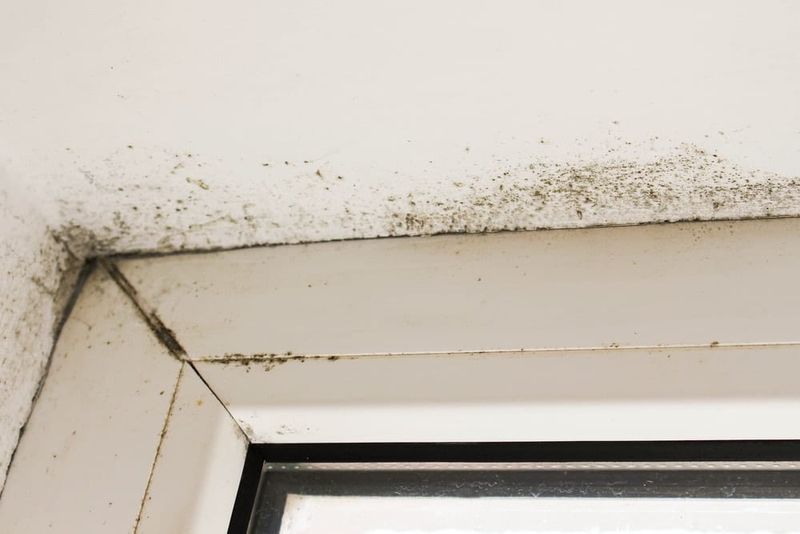 Mold Inspections