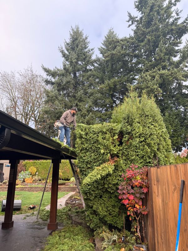 Shrub Trimming