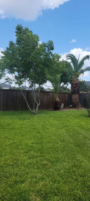 Tree Trimming & Removal