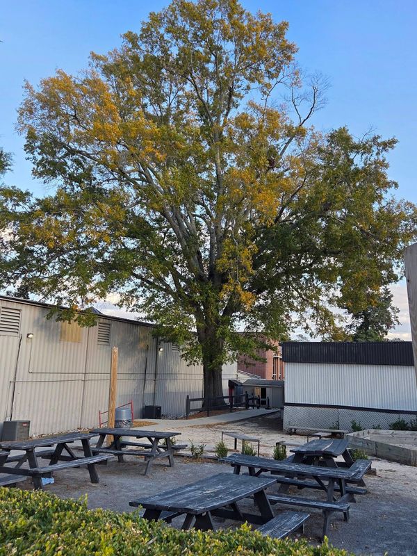 Tree Removal