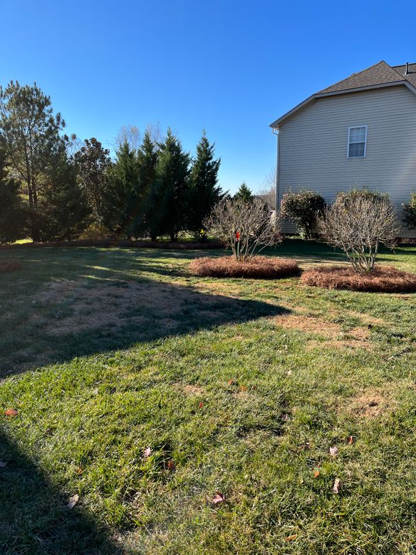 Pine Needle Installation