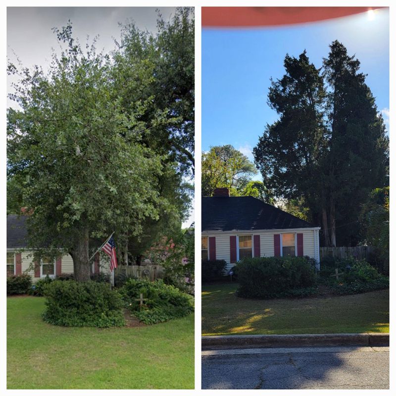 Tree Trimming