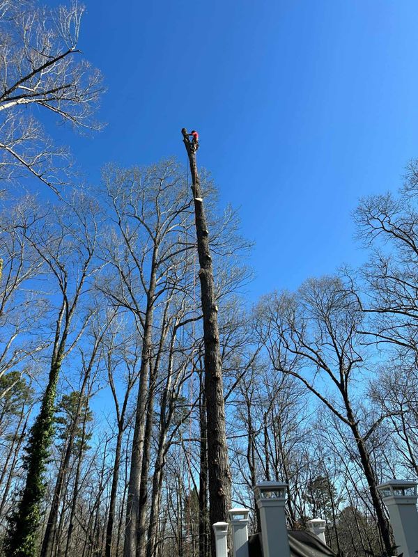 Tree Trimming