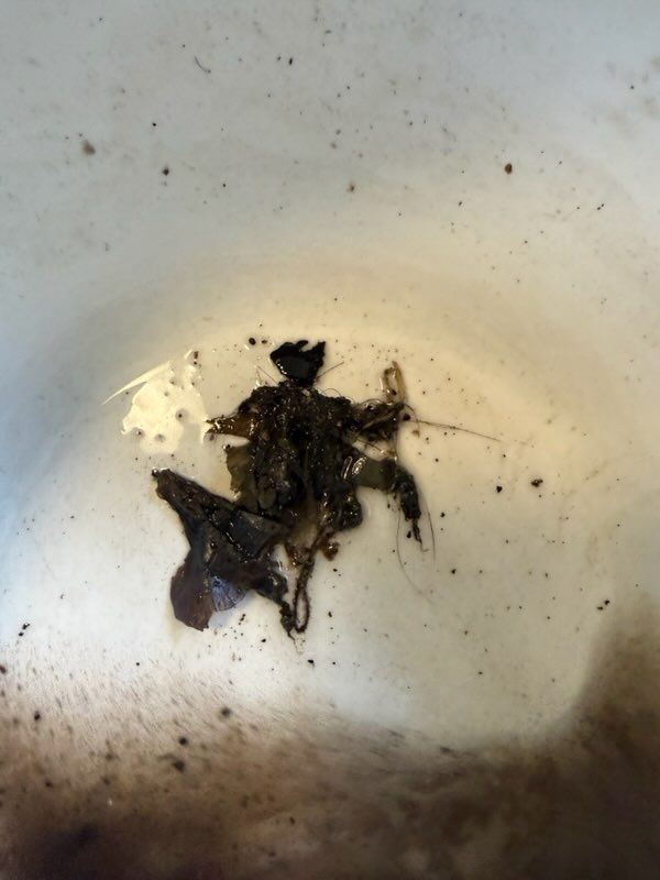 Drain Cleaning