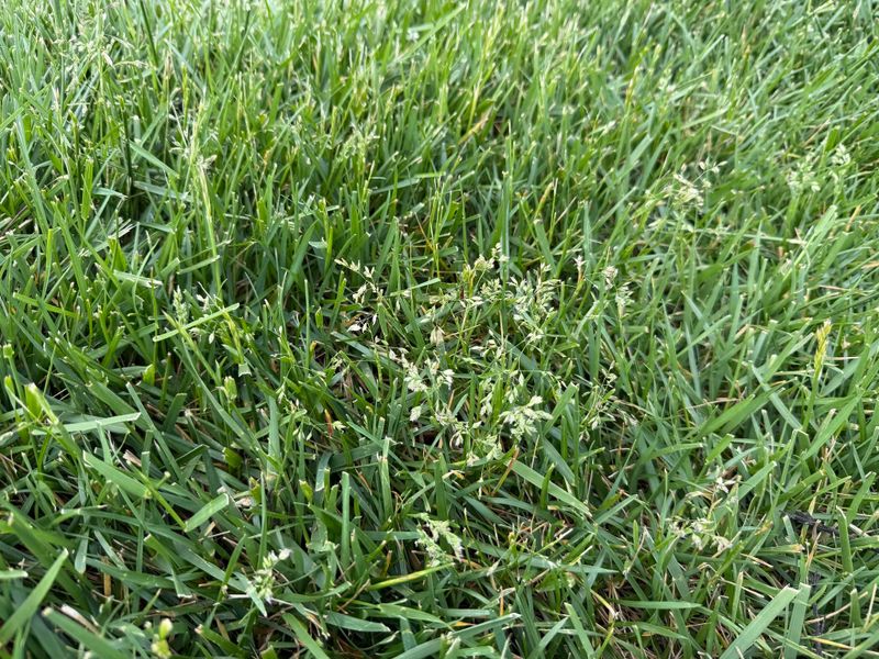 Seasonal Lawn Care