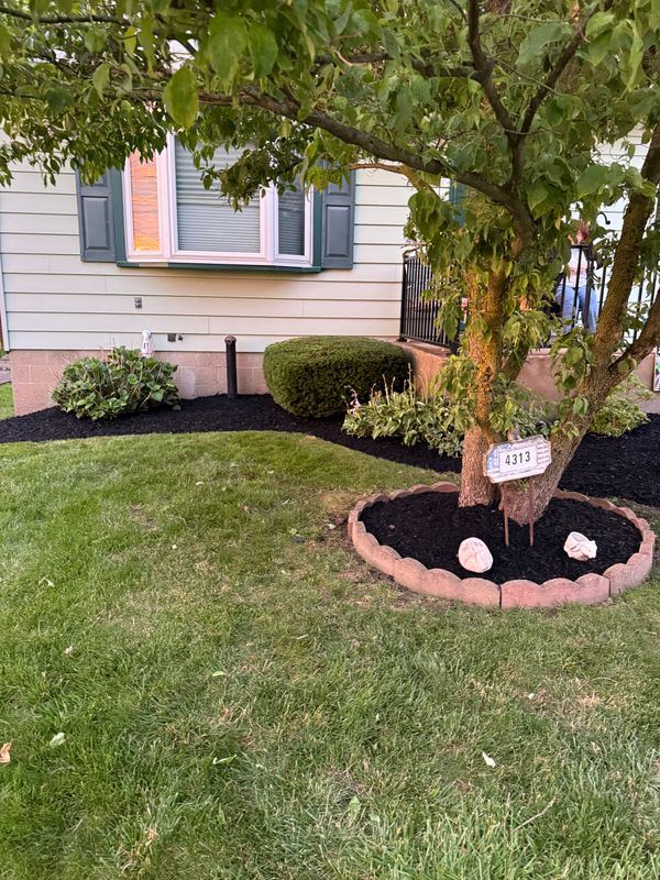 Tree & Shrub Care