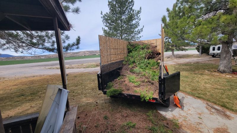 Tree Trimming