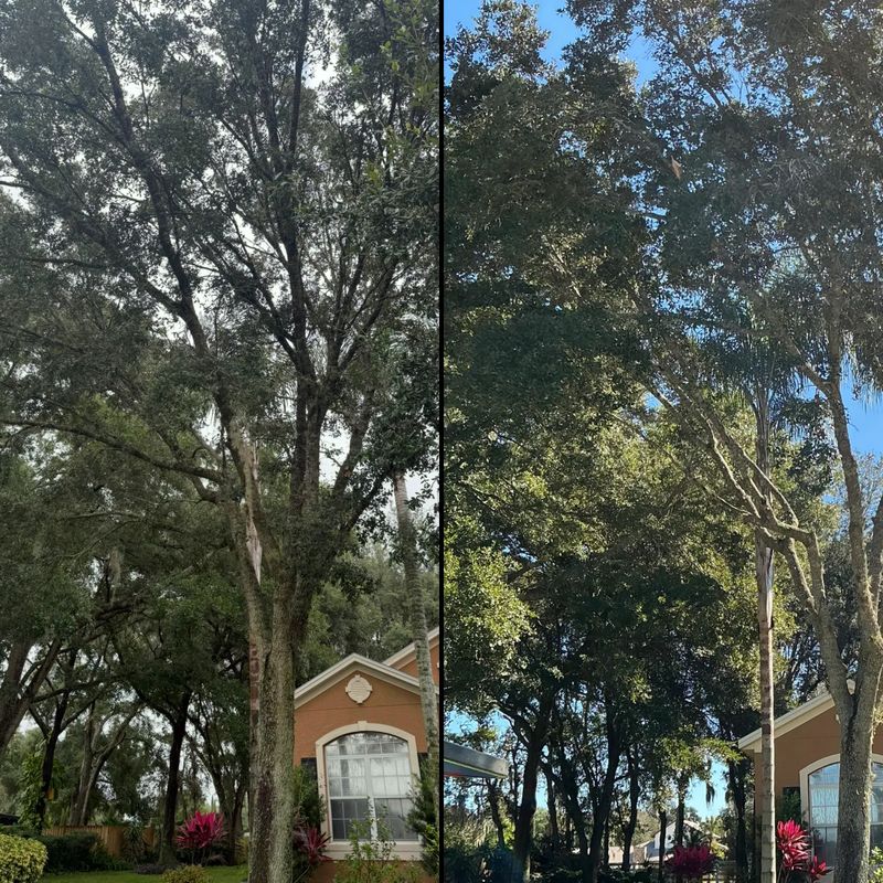 Tree Pruning