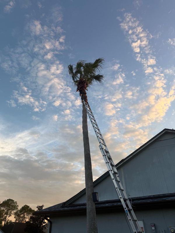 Tree Pruning
