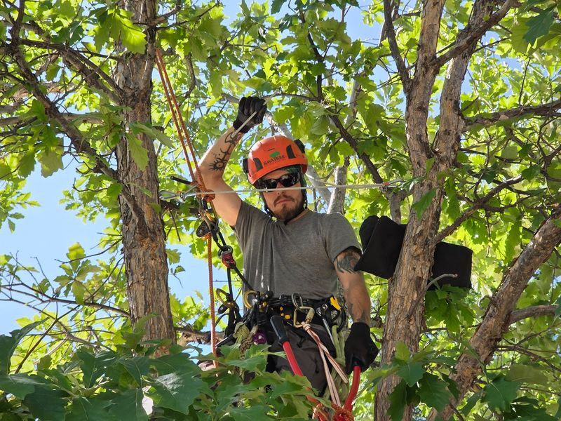 Tree Pruning & Removal