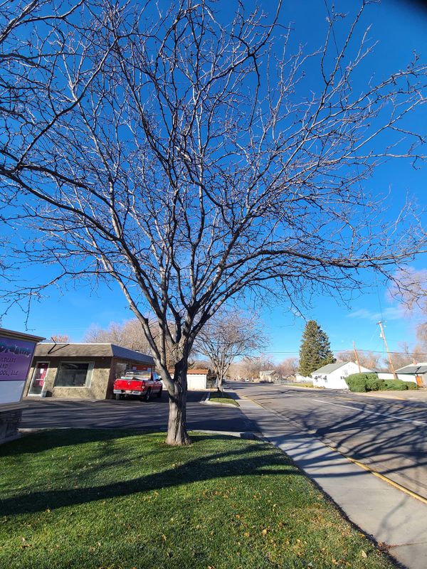Tree Removal gallery