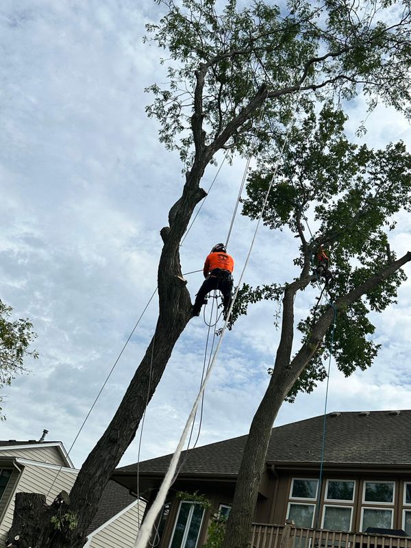 Tree Trimming
